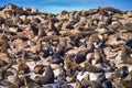 Cape Fur Seals, Arctocephalus pusillus, Shark Alley, Geyser Rock, Dyer Island