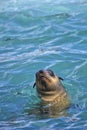 Cape Fur Seals, Arctocephalus pusillus, Shark Alley, Geyser Rock, Dyer Island, Gansbaai