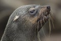 Cape fur seals Royalty Free Stock Photo