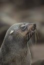Cape fur seals Royalty Free Stock Photo
