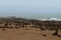 Cape fur seals Royalty Free Stock Photo