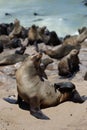Cape Fur Seals Royalty Free Stock Photo