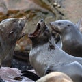 Cape Fur Seals - Cape Cross Seal Colony - Namibia Royalty Free Stock Photo