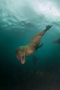 Cape fur seals diving down underwater Royalty Free Stock Photo