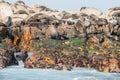 Cape fur seals in Gansbaai Royalty Free Stock Photo