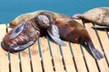 Cape fur seals lying on wooden jetty under sun in the city Cape Town, South Africa, Victoria and Alfred Waterfront area.