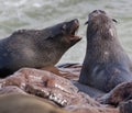 Cape Fur Seals - Namibia Royalty Free Stock Photo