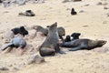 Cape fur seals, Namibia Royalty Free Stock Photo