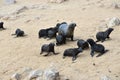 Cape fur seals, Namibia Royalty Free Stock Photo