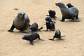 Cape fur seals, Namibia Royalty Free Stock Photo