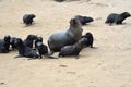 Cape fur seals, Namibia Royalty Free Stock Photo