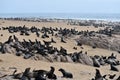 Cape fur seals, Namibia Royalty Free Stock Photo