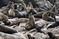 Cape fur seals, Namibia Royalty Free Stock Photo