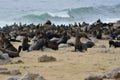 Cape fur seals, Namibia Royalty Free Stock Photo