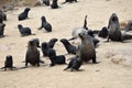 Cape fur seals, Namibia Royalty Free Stock Photo
