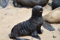 Cape fur seals, Skeleton Coast, Namibia Royalty Free Stock Photo