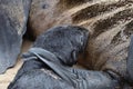 Cape fur seals, Skeleton Coast, Namibia Royalty Free Stock Photo