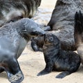 Cape fur seals, Skeleton Coast, Namibia Royalty Free Stock Photo