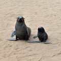 Cape fur seals, Skeleton Coast, Namibia Royalty Free Stock Photo