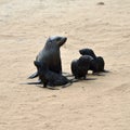 Cape fur seals, Skeleton Coast, Namibia Royalty Free Stock Photo