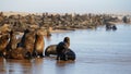 Cape fur seals, Skeleton Coast, south of Luderitz, Namibia, Africa Royalty Free Stock Photo