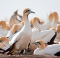 Cape Gannet