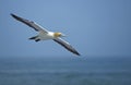 Cape Gannet