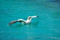 Cape Gannet bird