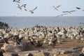Cape Gannet colony