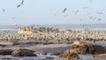 Cape Gannet colony