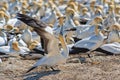 Cape gannet at west coast