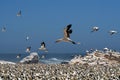 Cape gannets B5 Royalty Free Stock Photo