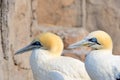 Cape Gannets II Royalty Free Stock Photo