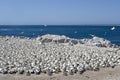 Cape Gannets Morus capensis