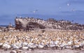 Cape Gannets at Bird Island in South Africa