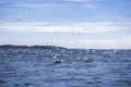 Cape gannets Morus capensis circling in the air Royalty Free Stock Photo