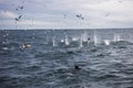 Cape gannets circling in the air over a bait ball and diving Royalty Free Stock Photo