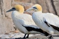 Cape Gannets Royalty Free Stock Photo