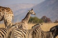 A Cape giraffe calf with its mother and a herd of zebras.