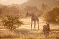 Cape giraffe, Giraffa camelopardalis, walking on savanna against rocky hills and bright sky. Direct view, vivid colors. African