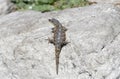 A Cape Girdled Lizard, Cordylus cordylus, perched on top of a sizable rock in its natural habitat. In South Africa