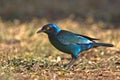 Cape Glossy Starling Royalty Free Stock Photo