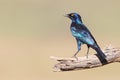 Cape Glossy Starling