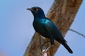 Cape Glossy Starling Royalty Free Stock Photo