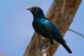 Cape Glossy Starling