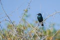 Cape glossy starling on acacia branch