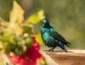 Cape glossy starling bathing in south africa with a mixed background. Royalty Free Stock Photo