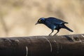 Cape glossy starling Royalty Free Stock Photo