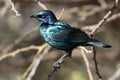 Cape glossy starling, Etosha Royalty Free Stock Photo