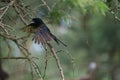 Cape Glossy Starling flying from the tree branch